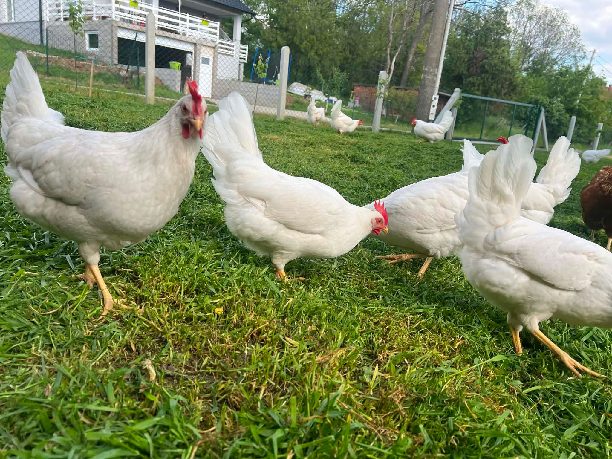 Kokoške izbliza gledaju u kameru na travi